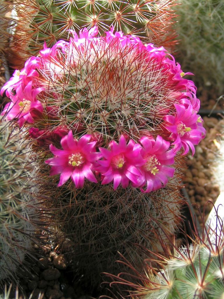 Mammillaria purpurascens